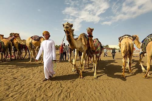 駱駝賽跑，一種和駱駝有關的社交慣例與節慶...