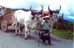 牧牛傳統和牛車工藝