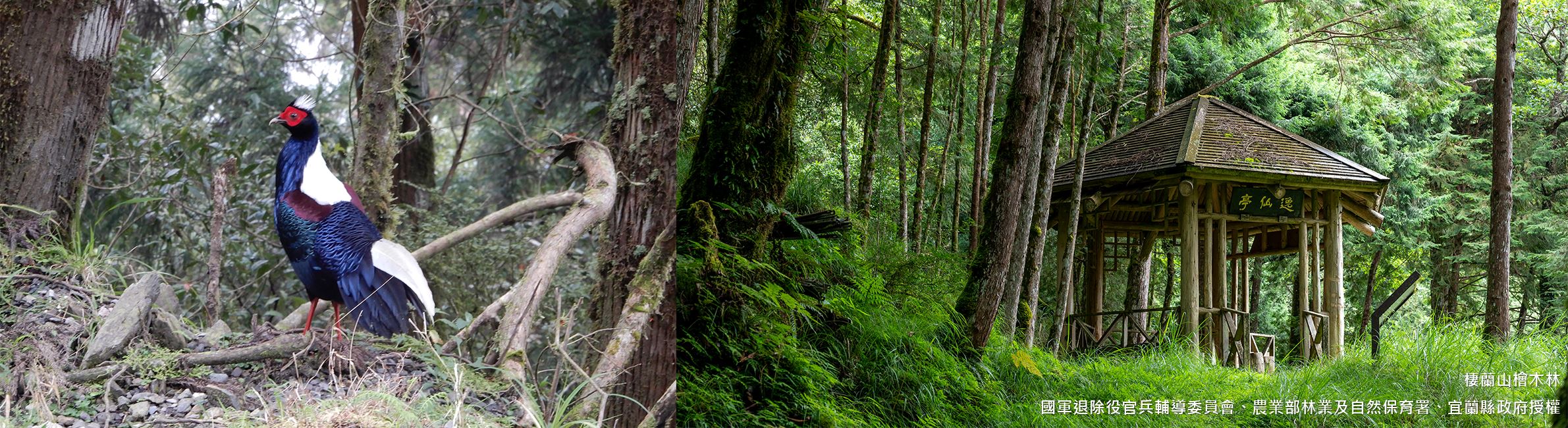 棲蘭山檜木林-入選年分：2003