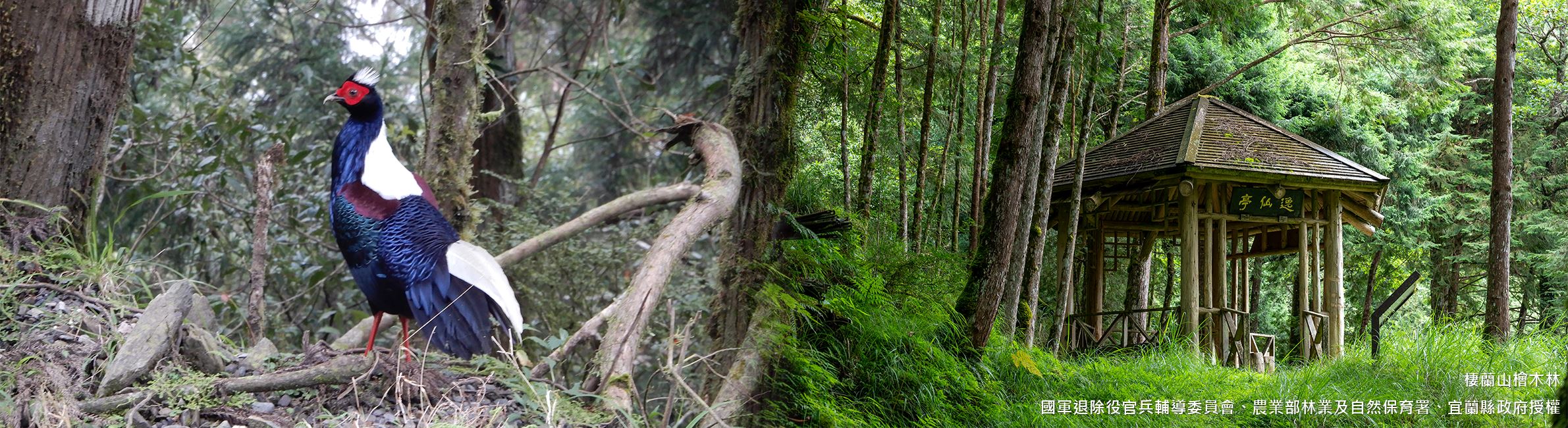 棲蘭山檜木林-入選年分：2003