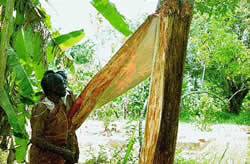 烏干達的樹皮衣製作